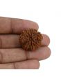 8 Mukhi Rudraksha (Nepal) 24.23 MM 