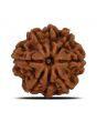 8 Mukhi Rudraksha (Nepal) 23.33 MM 