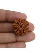 8 Mukhi Rudraksha (Nepal) 23.33 MM 