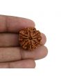 8 Mukhi Rudraksha (Nepal) 23.33 MM 