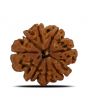 8 Mukhi Rudraksha (Nepal) 25.04 MM 