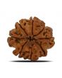 8 Mukhi Rudraksha (Nepal) 25.04 MM 