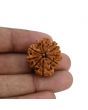 8 Mukhi Rudraksha (Nepal) 25.04 MM 
