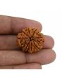 8 Mukhi Rudraksha (Nepal) 25.04 MM 