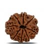 8 Mukhi Rudraksha (Nepal) 23.93 MM 