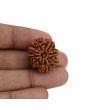 8 Mukhi Rudraksha (Nepal) 23.93 MM 