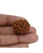 8 Mukhi Rudraksha (Nepal) 23.93 MM 