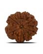 8 Mukhi Rudraksha (Nepal) 27.05 MM 