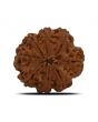 8 Mukhi Rudraksha (Nepal) 27.05 MM 