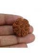 8 Mukhi Rudraksha (Nepal) 27.05 MM 