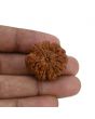 8 Mukhi Rudraksha (Nepal) 27.05 MM 