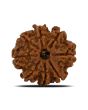 8 Mukhi Rudraksha (Nepal) 23.93 MM 