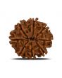 8 Mukhi Rudraksha (Nepal) 23.93 MM 