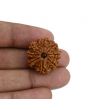 8 Mukhi Rudraksha (Nepal) 23.93 MM 