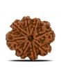 8 Mukhi Rudraksha (Nepal) 24.95 MM 