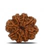 8 Mukhi Rudraksha (Nepal) 24.95 MM 