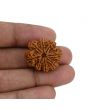8 Mukhi Rudraksha (Nepal) 24.95 MM 