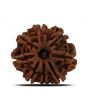 8 Mukhi Rudraksha (Nepal) 27.37 MM 