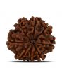 8 Mukhi Rudraksha (Nepal) 27.37 MM 