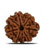8 Mukhi Rudraksha (Nepal) 24.07 MM