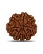 8 Mukhi Rudraksha (Nepal) 24.07 MM