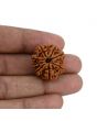 8 Mukhi Rudraksha (Nepal) 24.07 MM