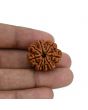 8 Mukhi Rudraksha (Nepal) 24.07 MM