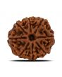 8 Mukhi Rudraksha (Nepal) 23.19 MM 