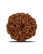 8 Mukhi Rudraksha (Nepal) 23.19 MM 