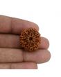 8 Mukhi Rudraksha (Nepal) 23.19 MM 