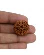 8 Mukhi Rudraksha (Nepal) 23.19 MM 