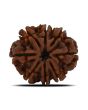 8 Mukhi Rudraksha (Nepal) 23.69 MM 