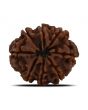 8 Mukhi Rudraksha (Nepal) 23.69 MM 