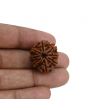 8 Mukhi Rudraksha (Nepal) 23.69 MM 