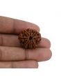 8 Mukhi Rudraksha (Nepal) 23.69 MM 