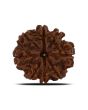 8 Mukhi Rudraksha (Nepal) 23.37 MM 