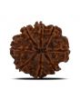 8 Mukhi Rudraksha (Nepal) 23.37 MM 