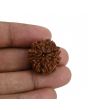 8 Mukhi Rudraksha (Nepal) 23.37 MM 