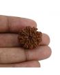 8 Mukhi Rudraksha (Nepal) 23.37 MM 