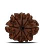 8 Mukhi Rudraksha (Nepal) 23.43 MM 