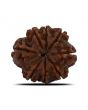 8 Mukhi Rudraksha (Nepal) 23.43 MM 