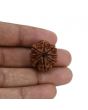 8 Mukhi Rudraksha (Nepal) 23.43 MM 