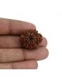 8 Mukhi Rudraksha (Nepal) 23.43 MM 