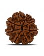 8 Mukhi Rudraksha (Nepal) 23.15 MM 