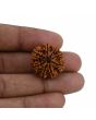 8 Mukhi Rudraksha (Nepal) 23.15 MM 
