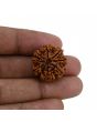 8 Mukhi Rudraksha (Nepal) 23.15 MM 