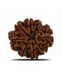 8 Mukhi Rudraksha (Nepal) 24.66 MM 