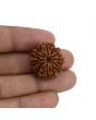 8 Mukhi Rudraksha (Nepal) 24.66 MM 