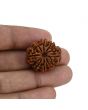 8 Mukhi Rudraksha (Nepal) 24.66 MM 