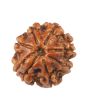 8 Mukhi Rudraksha (Nepal) 18.52 MM
